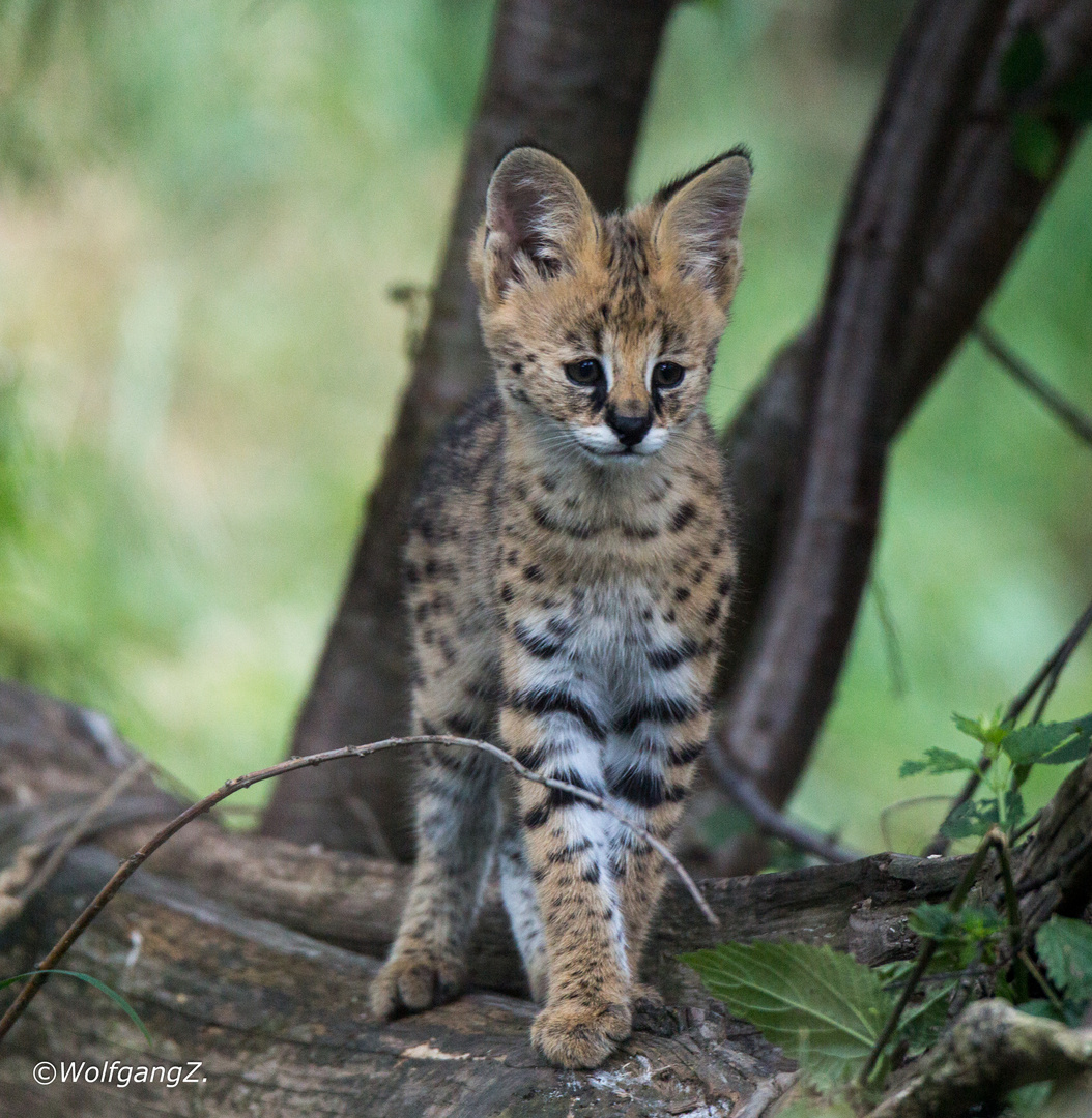 junger Serval