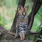 junger Serval