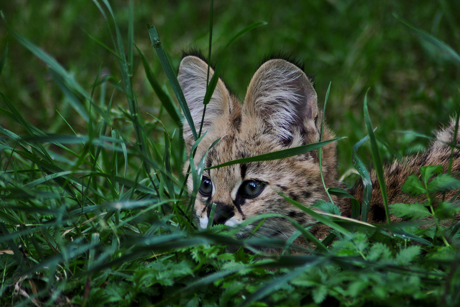 Junger Serval