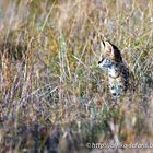 Junger Serval