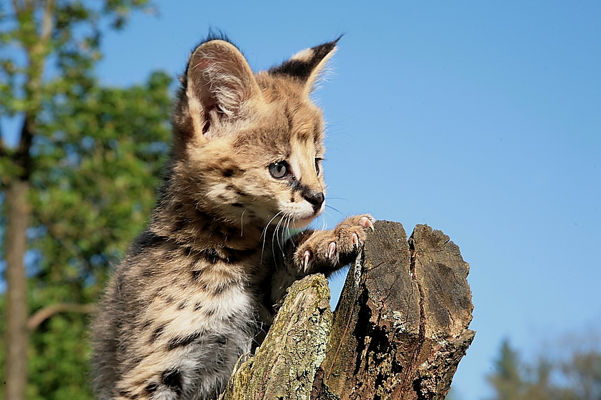 Junger Serval auf Baum