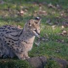 Junger Serval auf der Lauer