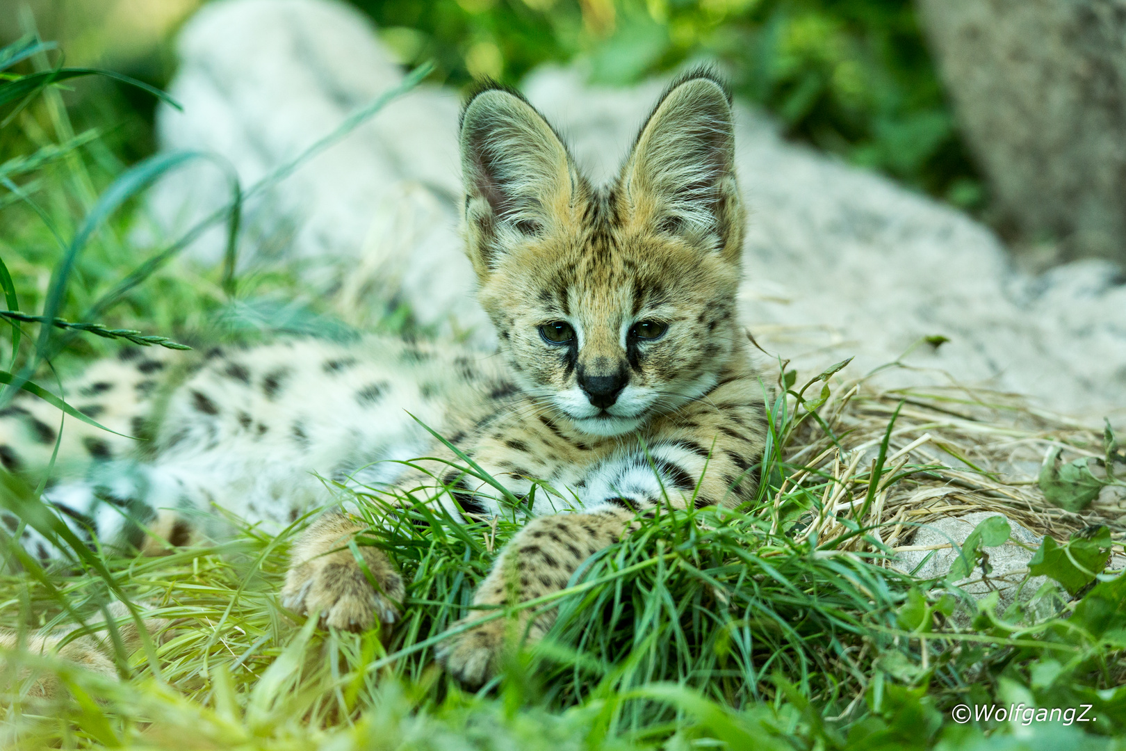 junger Serval