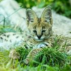 junger Serval