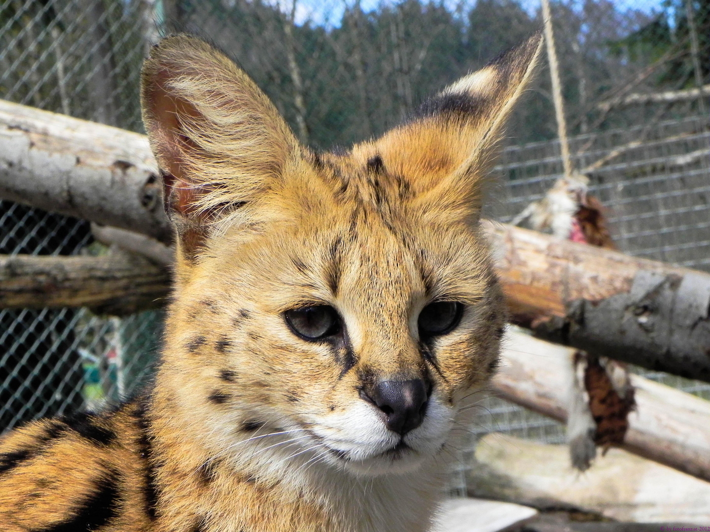 Junger Serval