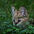 Junger Serval