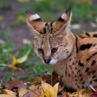 Junger Serval