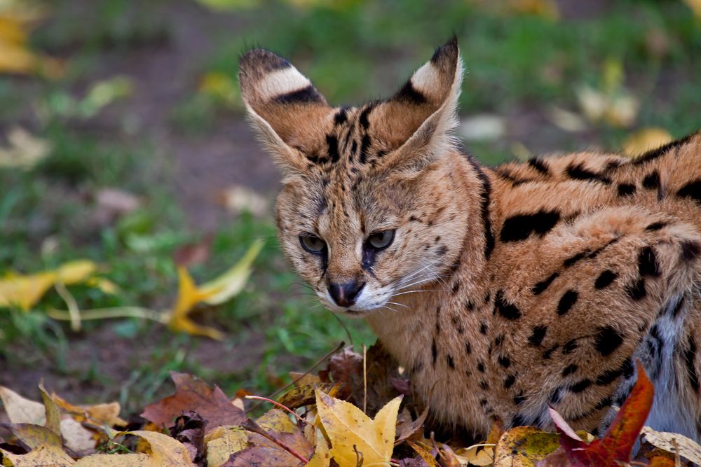 Junger Serval