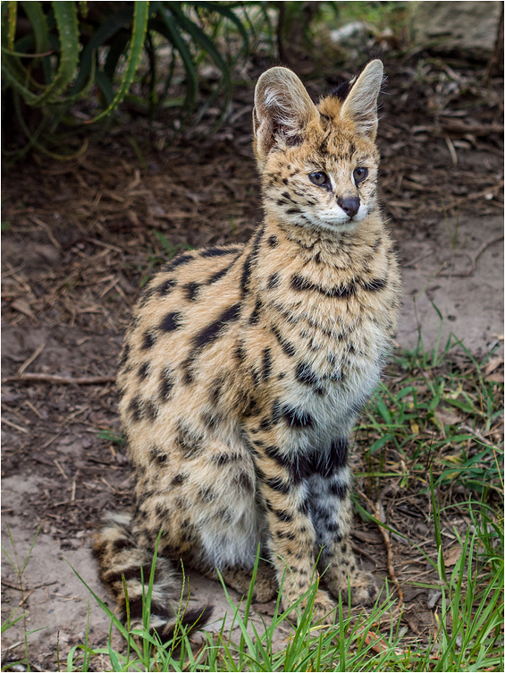 junger Serval