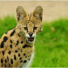 Junger Serval