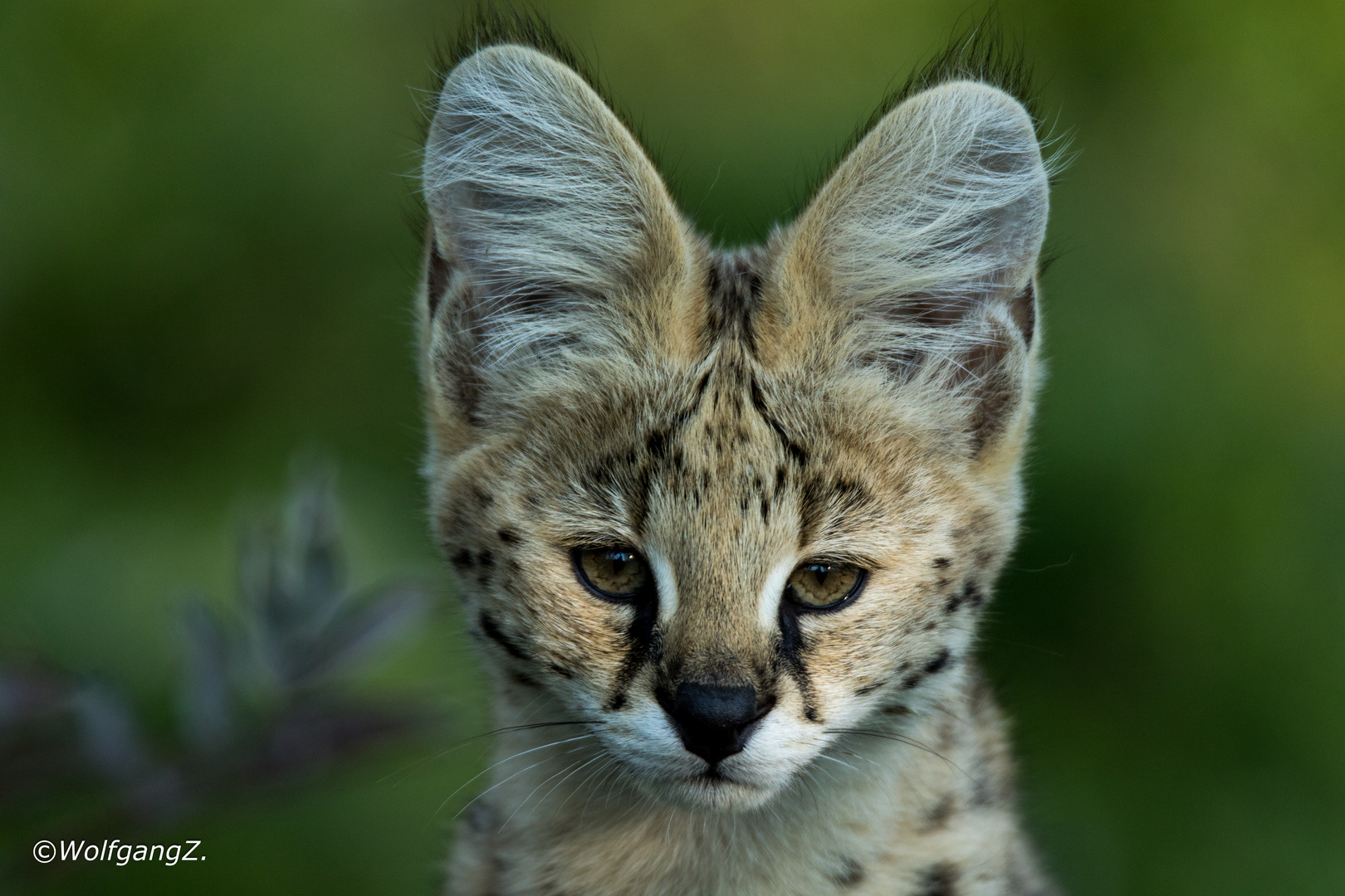 junger Serval im Abendlicht