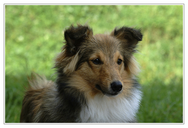 junger Sheltie