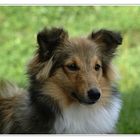 junger Sheltie