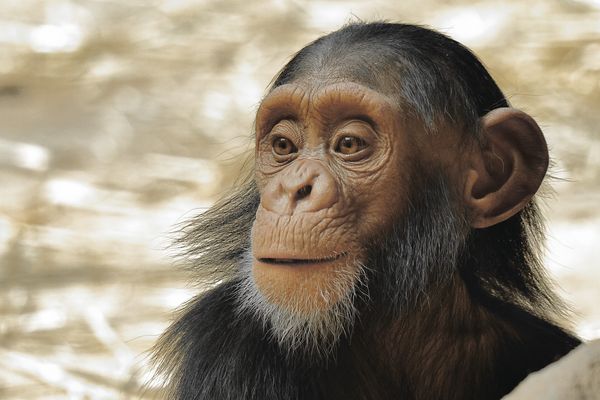 junger Shimpanse