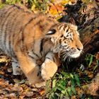 Junger sibirischer Tiger