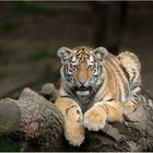 Junger Sibirischer Tiger