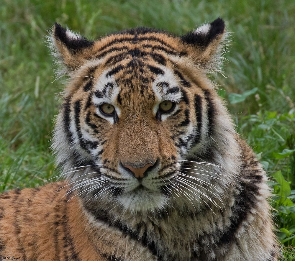 Junger sibirischer Tiger!