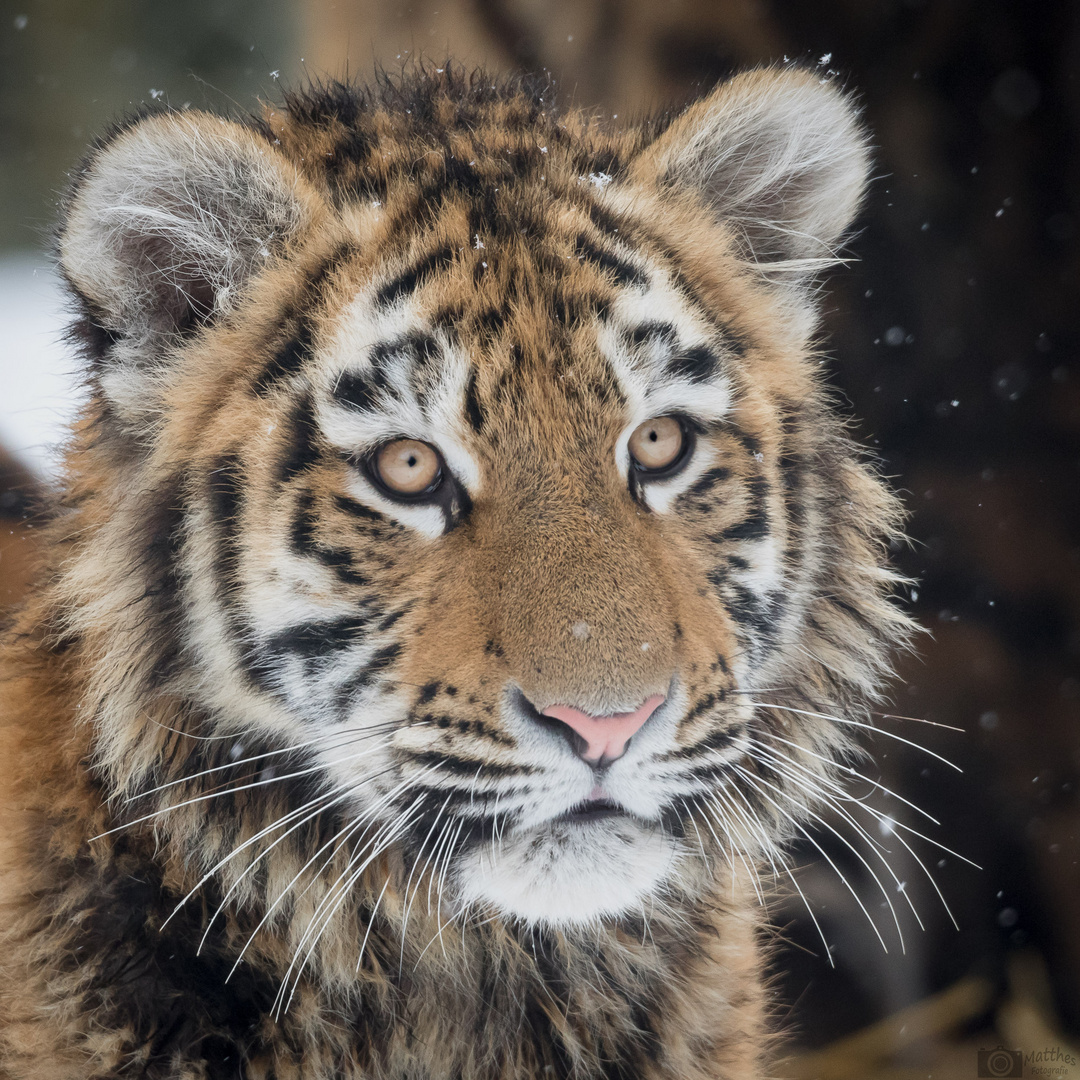 junger sibirischer Tiger