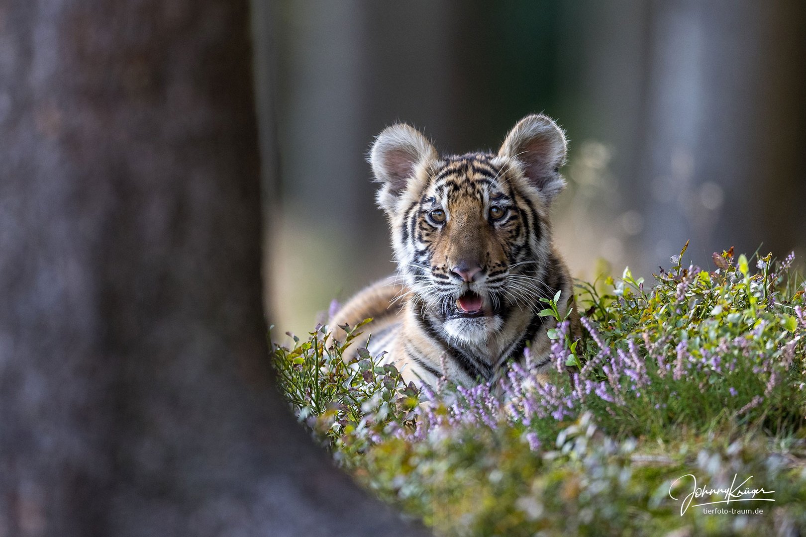 junger Sibirischer Tiger im Wald
