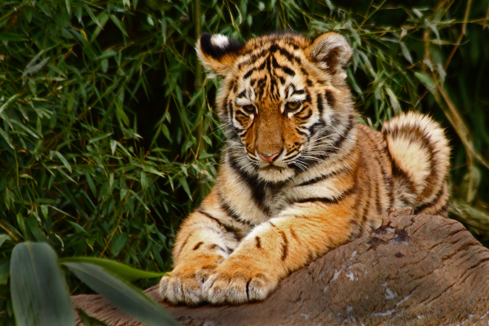 Junger Sibirischer Tiger und eine Frage an Bildkritiker