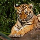 Junger Sibirischer Tiger und eine Frage an Bildkritiker