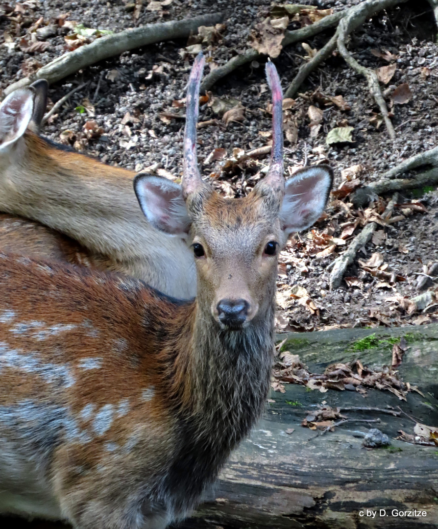 Junger Sika Hirsch !