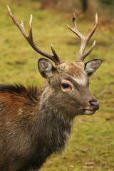 Junger Sikahirsch