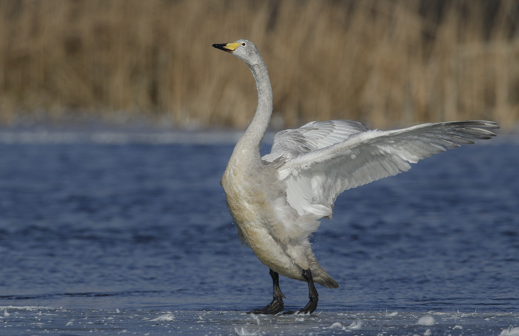 Junger Singschwan