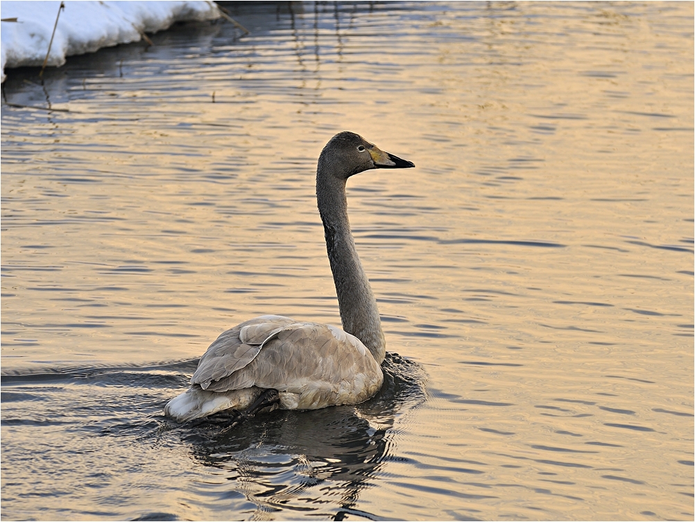 Junger Singschwan