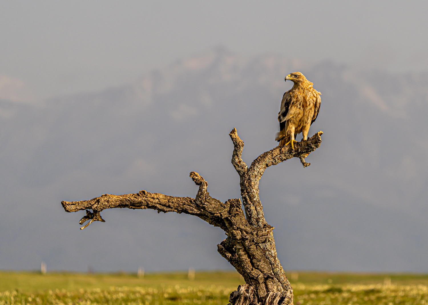 Junger Spanischer Kaiseradler