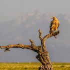 Junger Spanischer Kaiseradler