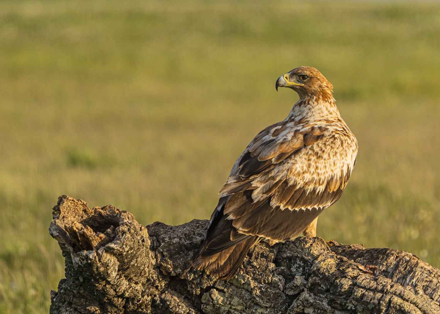 Junger Spanischer Kaiseradler