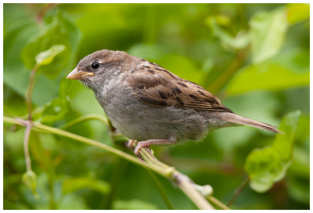 junger Spatz