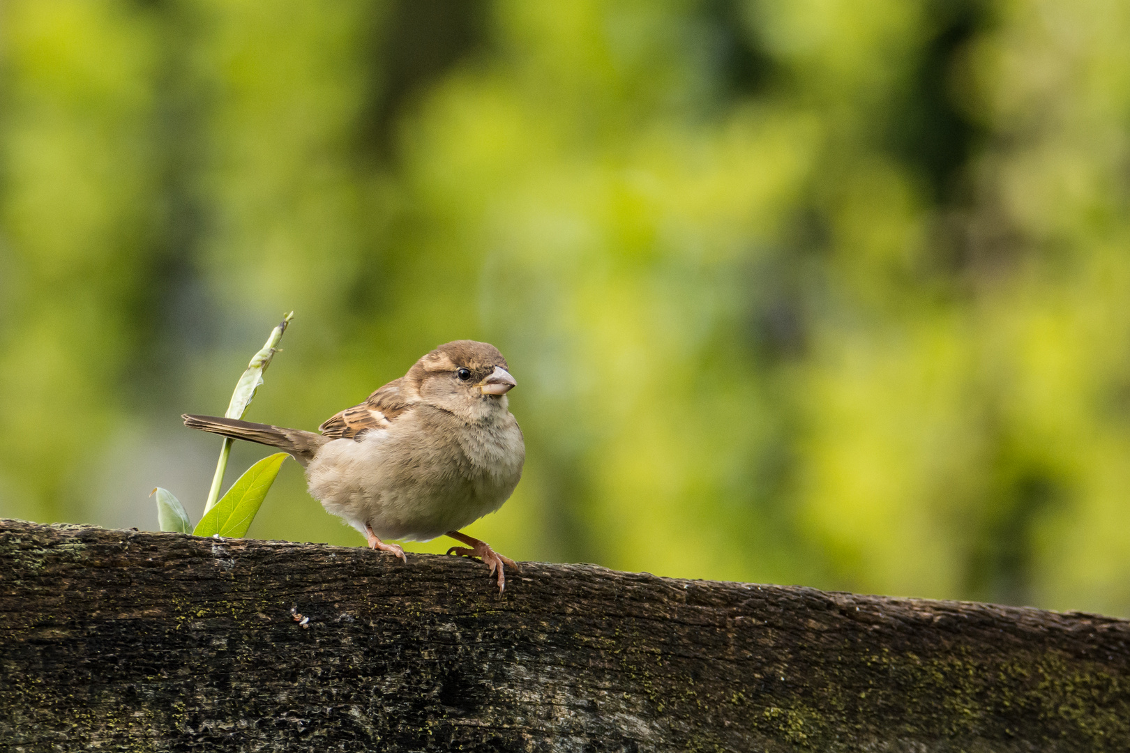 Junger Spatz