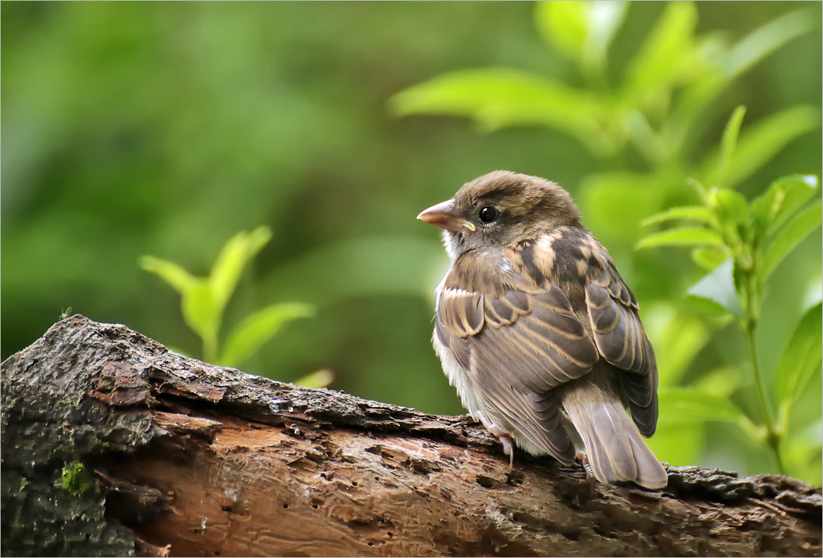 junger Spatz ...