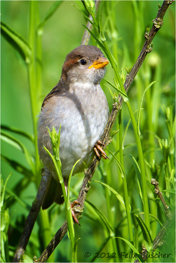 Junger Spatz