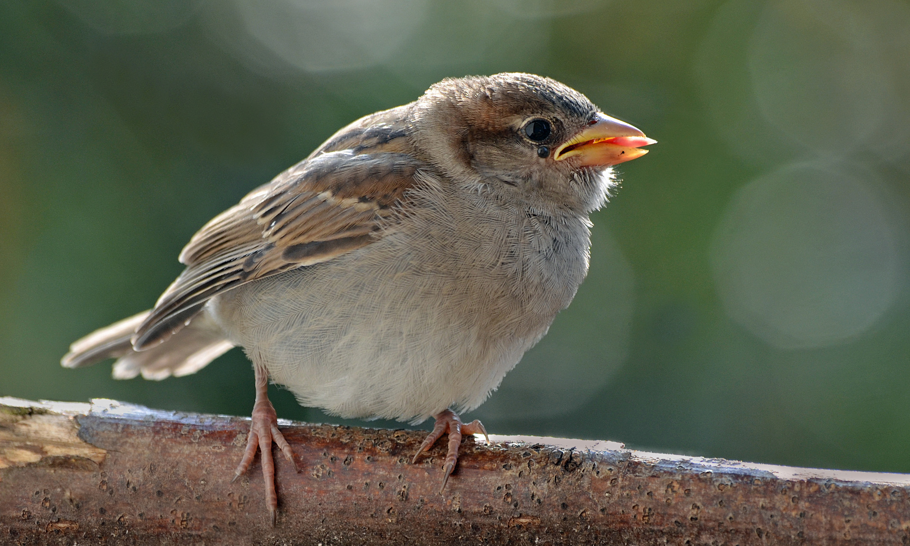 Junger Spatz