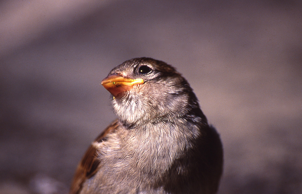 junger Spatz