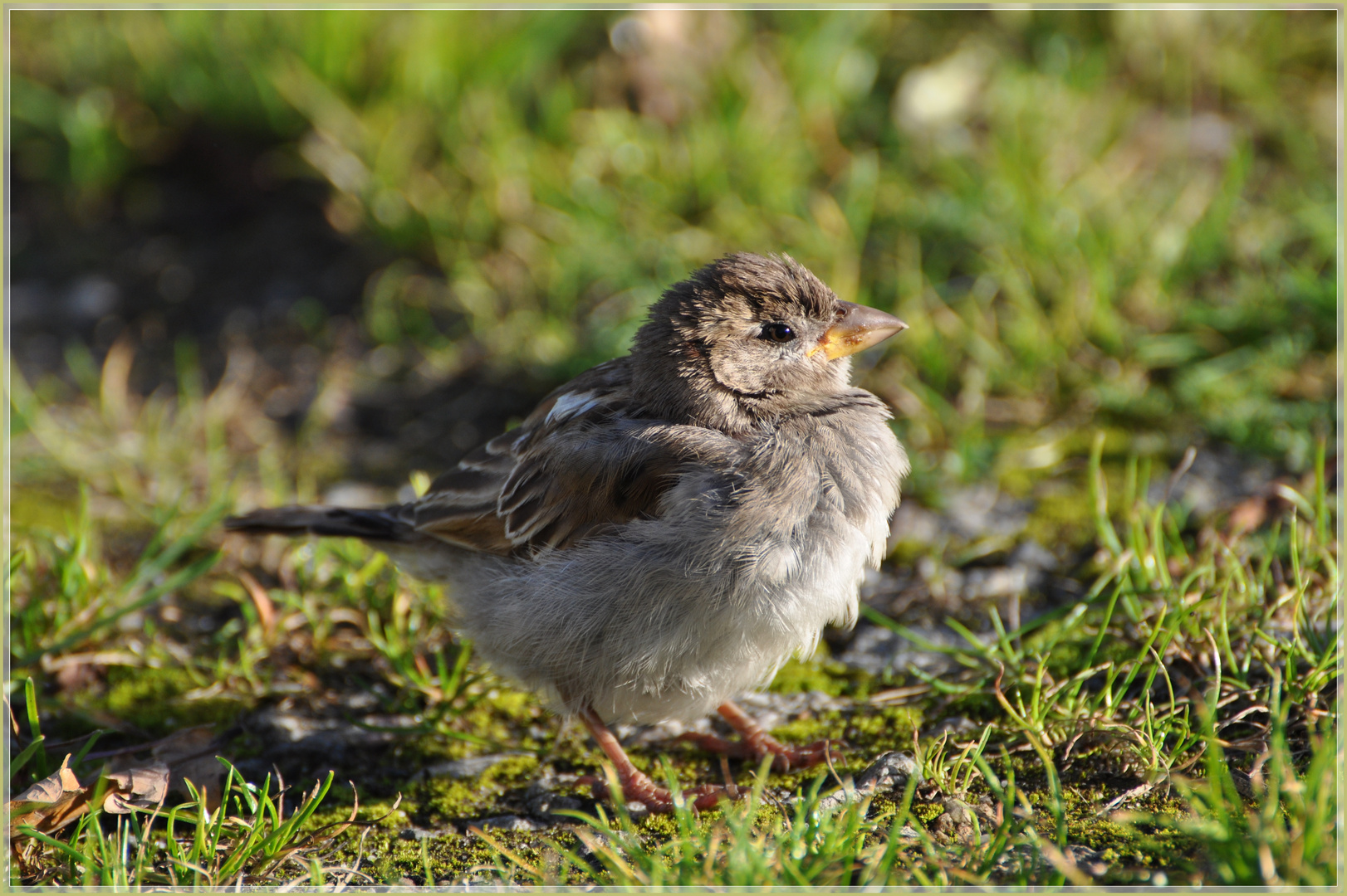 junger Spatz Foto & Bild tiere, wildlife, wild lebende vögel Bilder