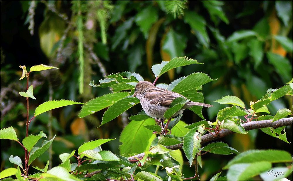 Junger Spatz auf einem Ast