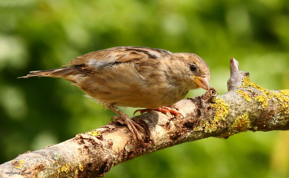 Junger Spatz