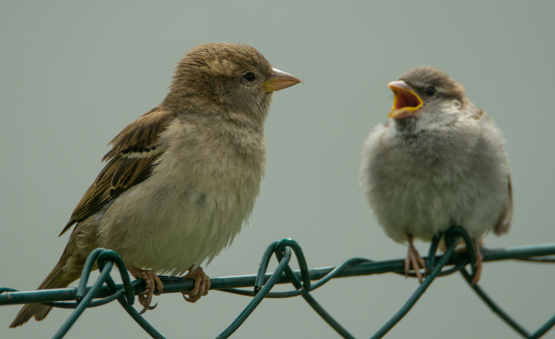 junger Spatz