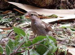 Junger Spatz - er hat sich gerade etwas vom Schwarm entfernt