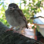 Junger Spatz im Apfelbaum