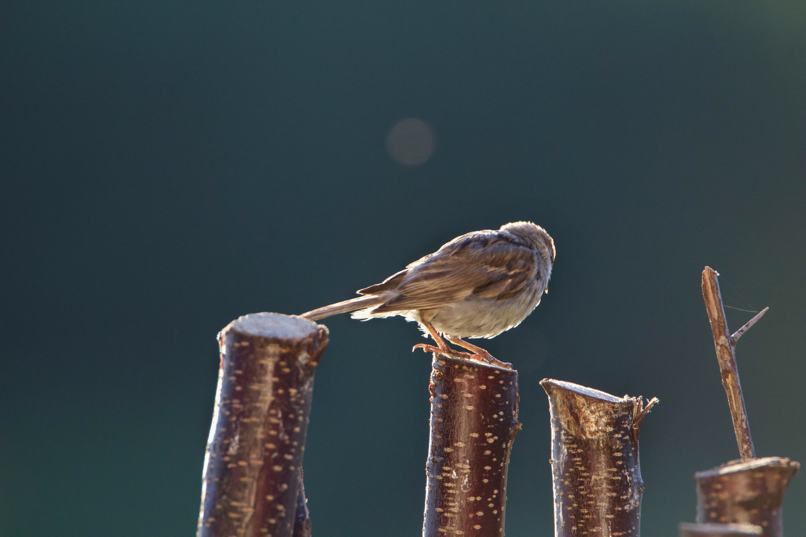 Junger Spatz im Morgenlicht.