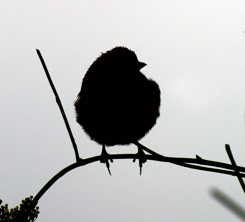 Junger Spatz im Scherenschnitt