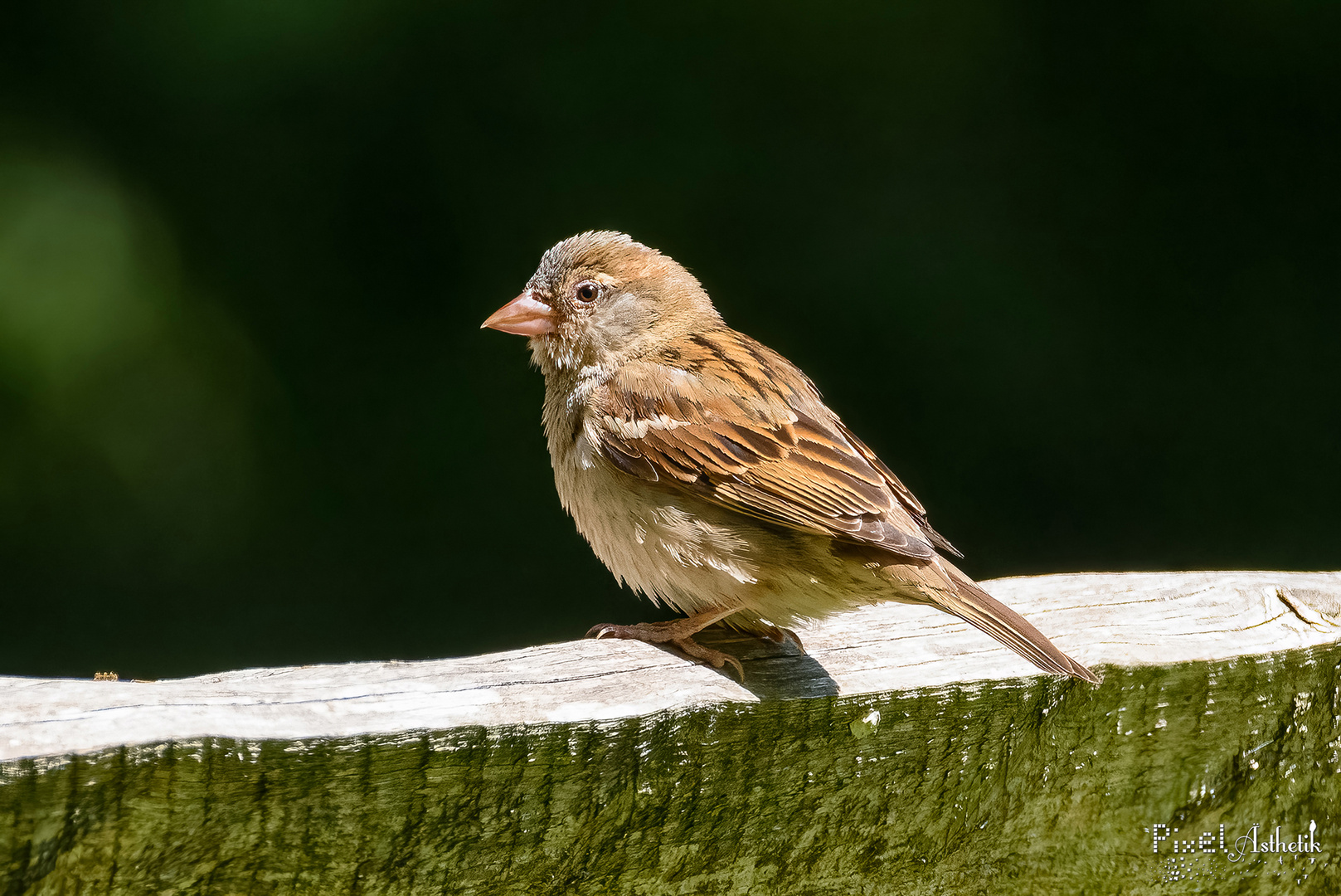 Junger Spatz, süßer Fratz