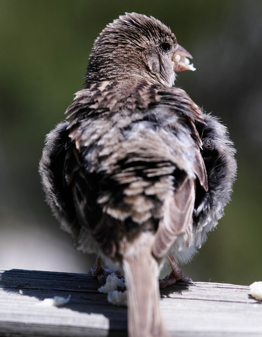 junger Spatz von hinten