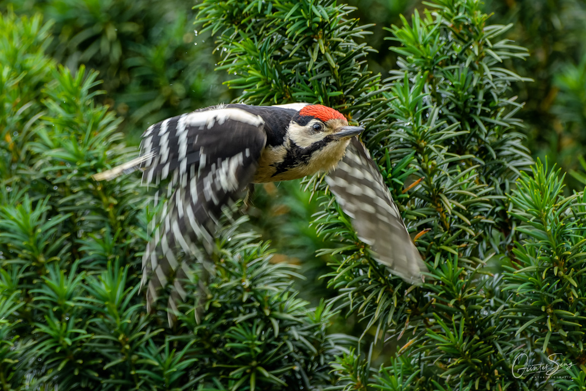 Junger Specht im Abflug