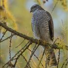 Junger Sperber in Herbststimmung